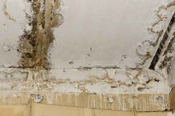 Mold Removal