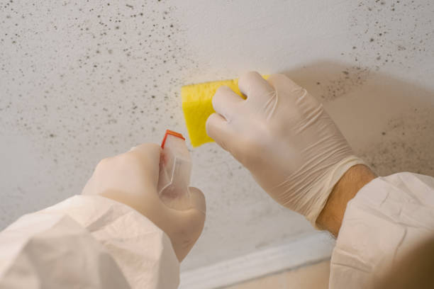 Best Mold Remediation for Healthcare Facilities  in Town Creek, AL